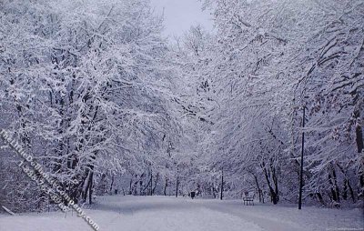 (image for) Winter Forest Scene #2 Miniature Mural for Dollhouses