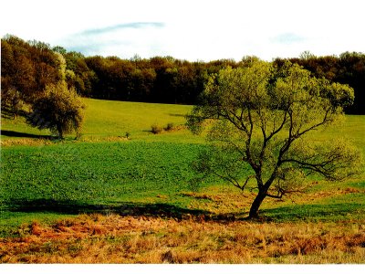 (image for) Summer Field Scene Miniature Mural for Dollhouses