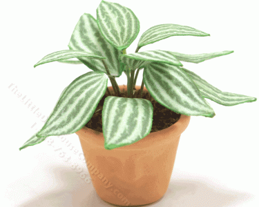 (image for) Miniature Striped Houseplant in Terracotta Pot With Face