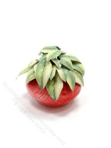 (image for) Miniature Aureum Plant for Dollhouses
