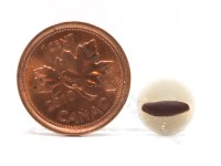 (image for) 1/2 Scale Miniature Éclair on Plate by Charlotte Willmott