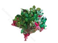 (image for) Miniature Small Fronds / Rose Leaves Kit