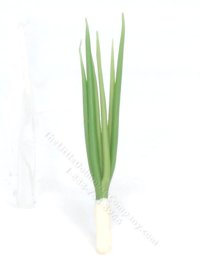 (image for) Miniature Stalk of Green Onion