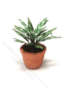 (image for) Miniature Chinese Evergreen Plant in Terracotta Pot