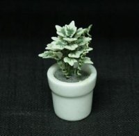 (image for) Flowers in White Pot