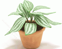 (image for) Miniature Striped Houseplant in Terracotta Pot With Face