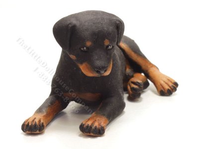 (image for) Miniature Adult Male Rottweiler by Karl Blindheim