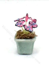 (image for) Miniature Pink Symphony Caladium Plant for Dollhouses
