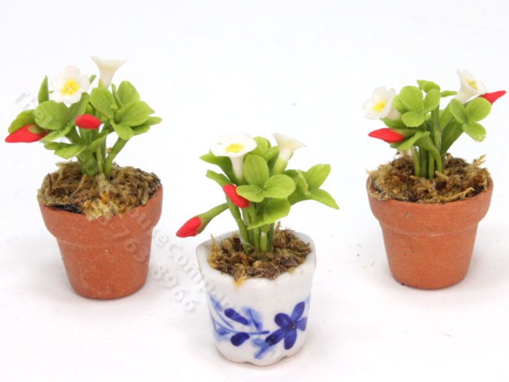 (image for) Miniature Potted Strawberry Plant (1 pc)