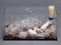 (image for) Miniature Mice in Aquarium Habitat by Alice Zinn for Dollhouses