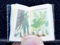 (image for) Miniature Book: 'Cassells European Ferns'
