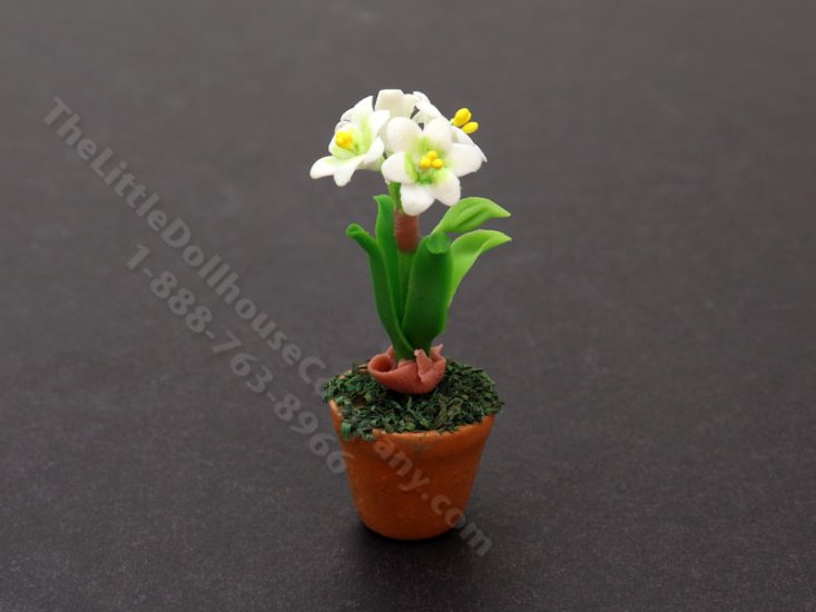 (image for) Miniature White Amaryllis Flowers in Terracotta Pot