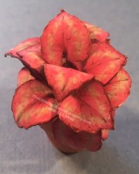 (image for) Miniature House Plant Kit For Dollhouses