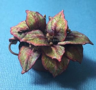 (image for) Miniature Coleus House Plant Kit For Dollhouses