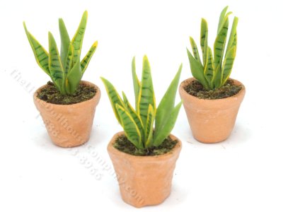(image for) Miniature Potted Snake Plant (1 pc)