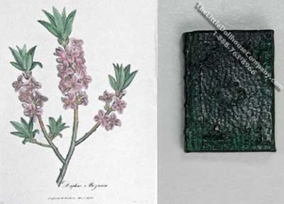 (image for) Miniature Book: 'Medical Botany'