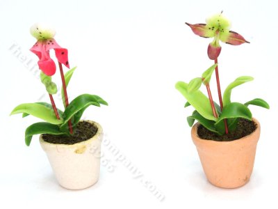 (image for) Miniature Orchids (1pc)