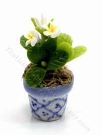 (image for) Miniature White Plumeria Plant in Blue Ceramic Pot