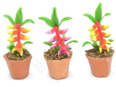 (image for) Miniature Potted Bird of Paradise Flowers (1 pc)