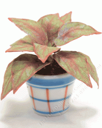 (image for) Miniature Green and Pink Coleus Plant in Ceramic Pot