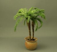 (image for) Palms in Pot