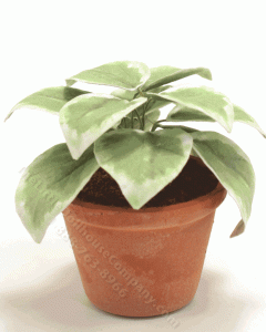 (image for) Miniature Hosta in Round Terracotta Pot