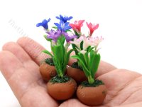 (image for) Miniature Rain Lily Flowers in Terracotta Pot