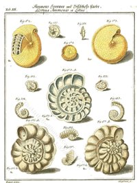 (image for) Miniature Book: 'Neues Systematisches Conchylien-Cabinat'