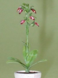 (image for) Bee Orchid