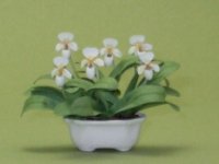 (image for) Lady Slipper Orchid