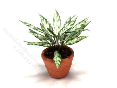 (image for) Miniature Chinese Evergreen Plant in Terracotta Pot