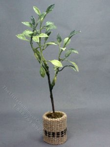 (image for) Miniature Devil's Backbone Indoor Tree for Dollhouses