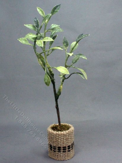 (image for) Miniature Devil's Backbone Indoor Tree for Dollhouses
