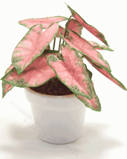 (image for) Miniature 'Apricot' Coleus Plant in Ceramic Pot