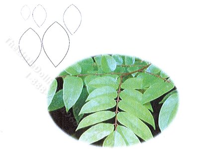 (image for) Miniature Palm Laser Cut Leaves Kit