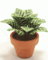 (image for) Miniature Calathea Plant in Terracotta Pot