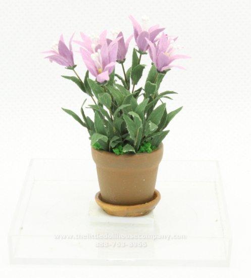 (image for) Miniature Violet Lilies in a Pot