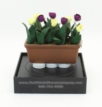 (image for) Miniature Tulips in a Window Boxes