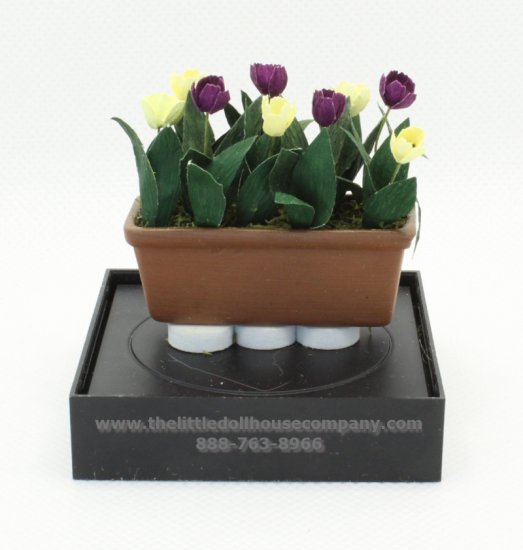 (image for) Miniature Tulips in a Window Boxes