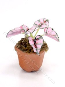 (image for) Miniature Charity Rose Caladium Plant for Dollhouses