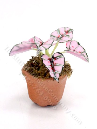 (image for) Miniature Charity Rose Caladium Plant for Dollhouses
