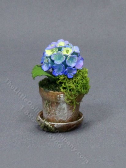 (image for) Miniature Blue Hydrangea in a Mossy Pot