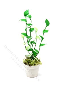 (image for) Miniature Hoya Plant for Dollhouses