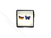 (image for) Miniature Butterfly for Dollhouses