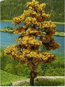 (image for) Tree