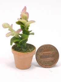 (image for) Miniature Potted Plant in Terracotta Pot