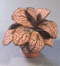 (image for) Miniature House Plant Kit For Dollhouses