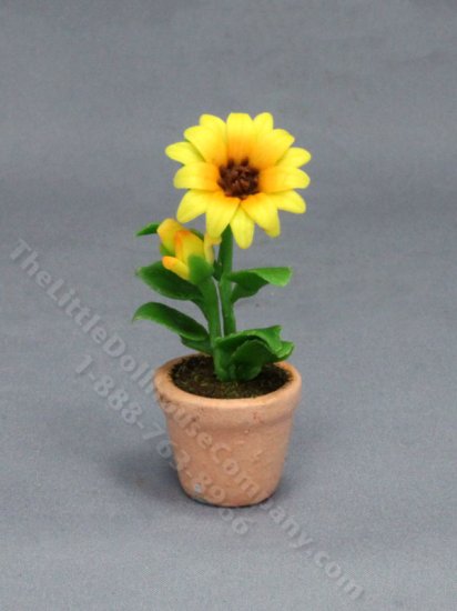 (image for) Miniature Single Potted Sunflower