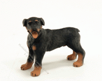 (image for) Half Scale Rottweiler