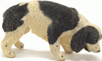 (image for) Miniature Black and White Spaniel Dog